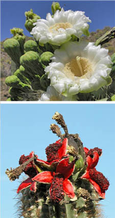 Saguaro flowers and fruits