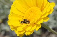Bees mating on a desert marigold.