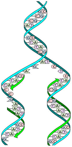 Dna Unzip