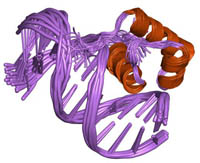 Coiled DNA