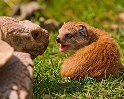 Baby mongoose with tortoise