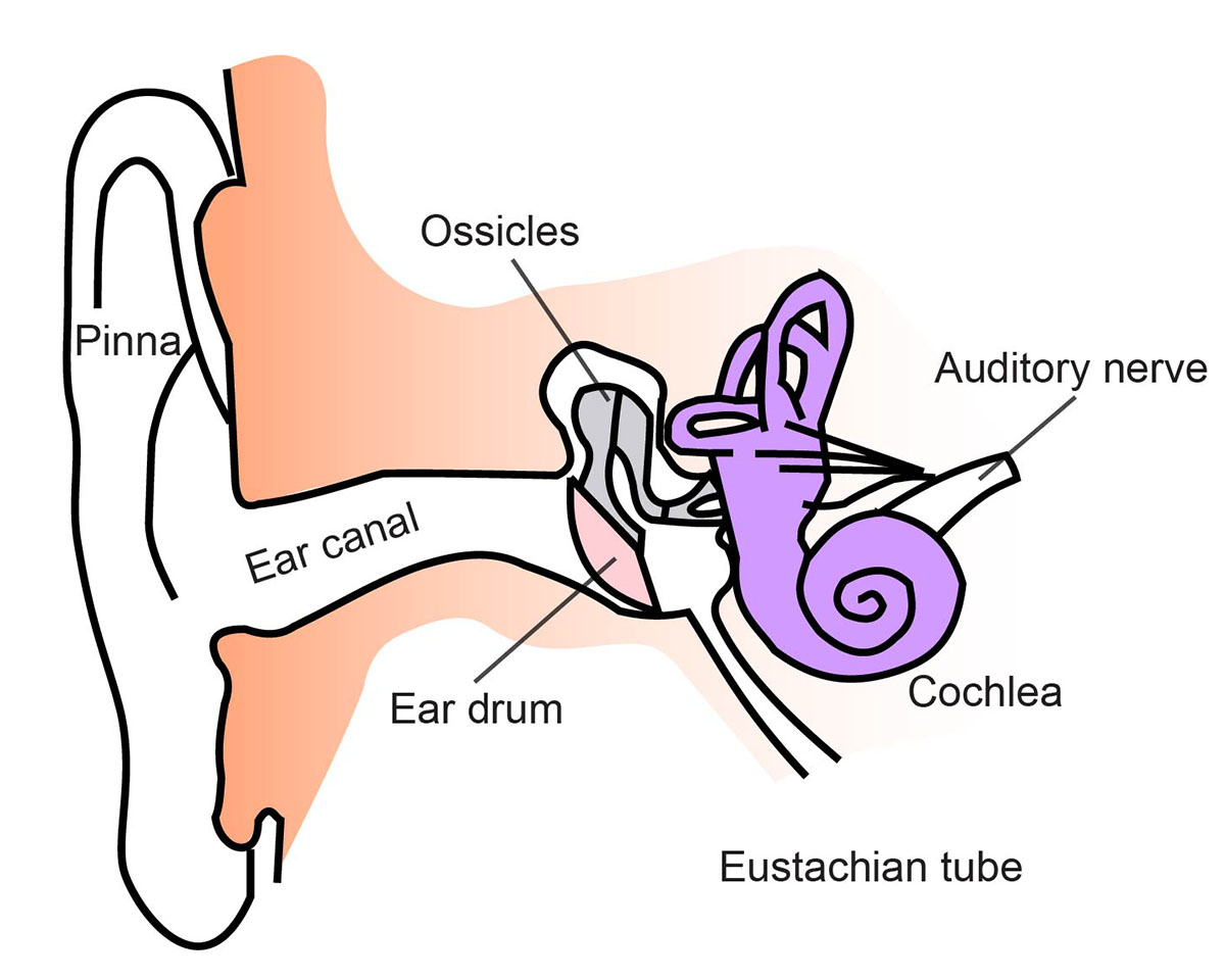 Hearing Sense | Ask A Biologist