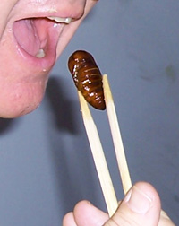 person eating bug with chopsticks
