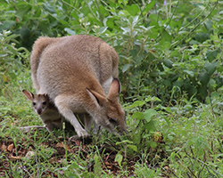 Mother wallaby grazing on bushes