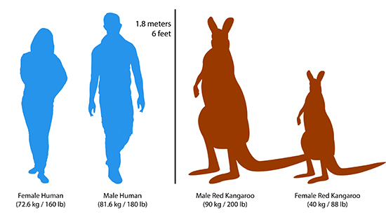 How tall are kangaroos compared to humans?