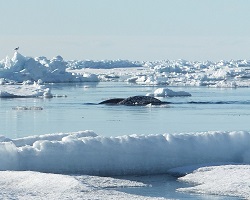 Narwhal whales in the Arctic