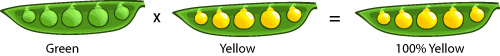 F1 peas: all yellow