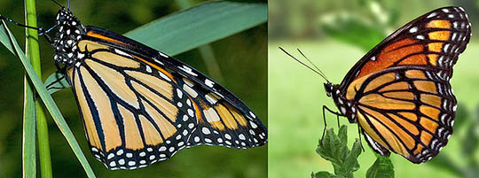 How To Identify Monarch Butterflies Ask A Biologist