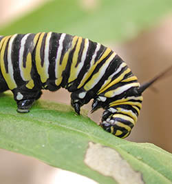 Monarch butterfly caterpillar eating a Swan plant.