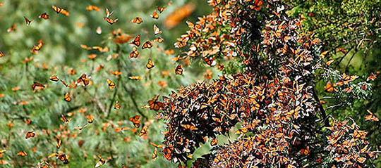 Monarch Butterflies Overwintering