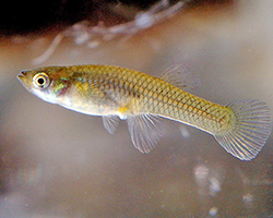 a mosquitofish in water