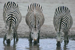 Three Zebras Drinking