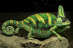 Chameleon with green and yellow stripes