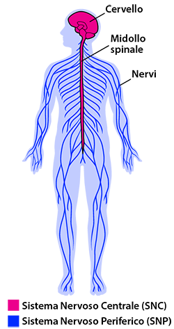 anatomia del sistema nervoso centrale e periferico