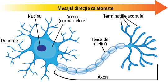 Nerve cell anatomy