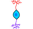 bipolar neuron