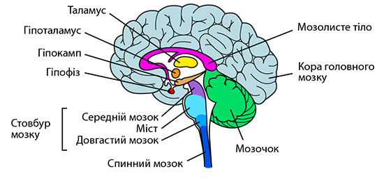 анатомія мозку