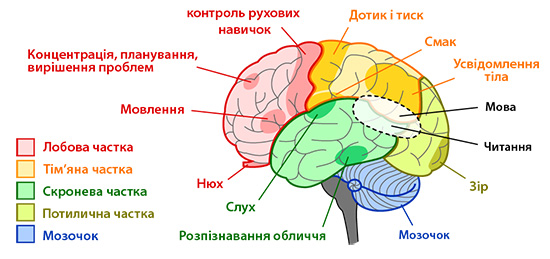 області та функції головного мозку