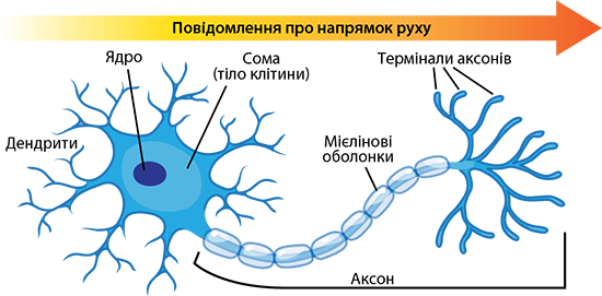 Анатомія нервової клітини