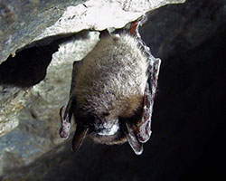 Little brown bat Myotis lucifugus