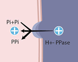 P-type ATPase pump