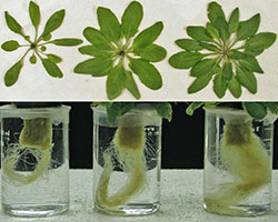 Arabidopsis growth