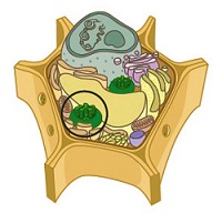 Plant cell illustration