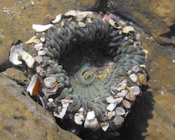 Sea anemone with shells stuck to the outside