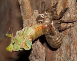Green grocer cicada molting
