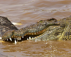 A Nile crocodile eating prey