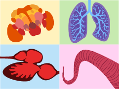 Physiology story illustration showing illustrated fly brain, human lungs, fish heart, and octopus muscles