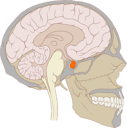Illustration of cross-section of the head, showing the brain with the pituitary highlighted.