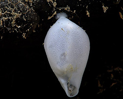 An almost teardrop-shaped white sea sponge with one main attachment point.