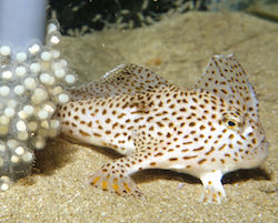 Spotted handfish with eggs
