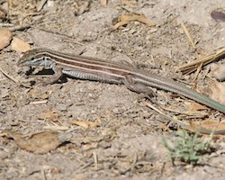 A whiptail lizard, Aspidocelis uniparens, laying on the dirt ground.