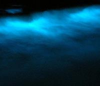 Glowing Algae