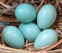 Starling Eggs