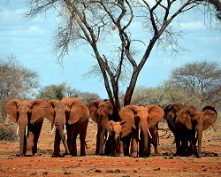 Elefanti del Kenya