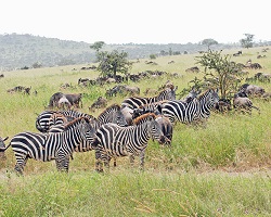 Zebra e mandrie di gnu