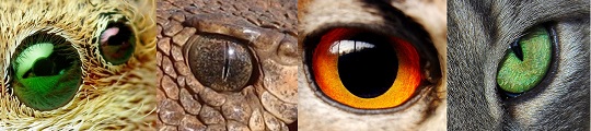 Animal eyes: jumping spider, rattlesnake, owl, cat