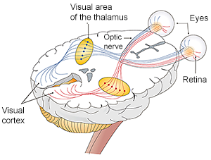 Brain - Optic Nerve - Eyes Path