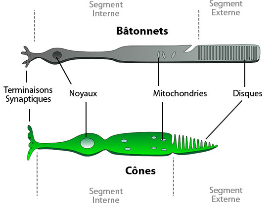 rods and cones of the eye