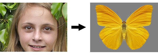 How humans see a butterfly