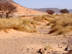 desert soils