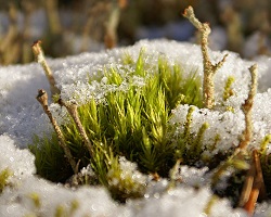Moss and lichen in snow