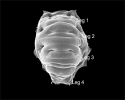 Scanning Electron Microscope image of a tardigrade tun