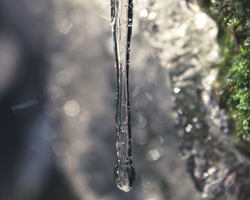 icicle in the shape of a water drop falling off moss
