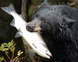 Black bear catching a salmon