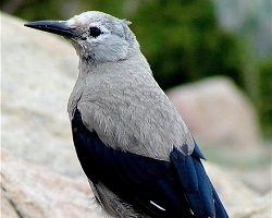 Le Casse-Noisette de Clark, de Rocky Mountain National Park