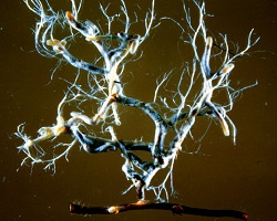 Root with white mycorrhizae